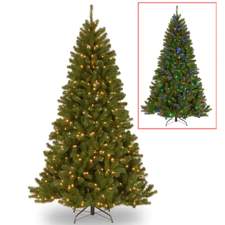 White spruce tree